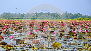 Pink Lotus in lake at thale noi photo