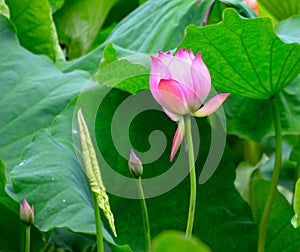 Pink lotus and a leaf