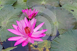 Pink lotus with the leaf background