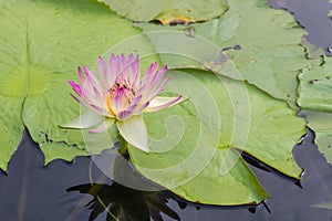 Pink lotus with the leaf background