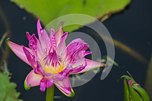 Pink lotus with the leaf background