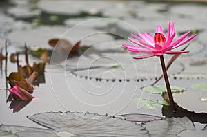 Pink Lotus leaf with sharp notches Nymphaea lotus NYMPHAEACEAE water lily