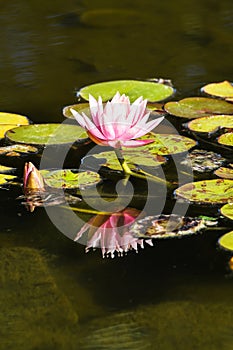 Pink Lotus with leafs water lily, water plant with reflection in a pond