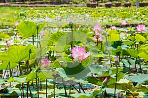 A pink lotus with leaves in peachful lotus pond at public park  in summer photo