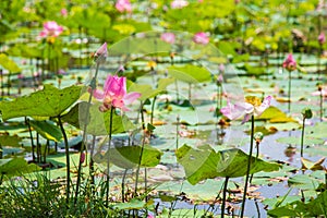 A pink lotus with leaves in peachful lotus pond at public park  in summer photo