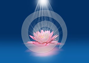 Pink lotus with light beams