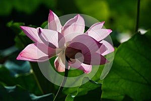 Pink Lotus Blossom