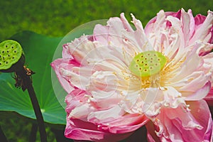 Pink lotus Nelumbo nucifera blossom blooming in pond, dharma concept