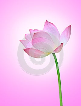 Pink lotus(Nelumbo nuclfera Gaertn) flower with pink ba photo