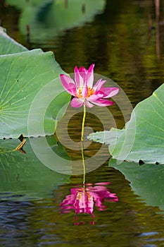 Pink Lotus, Nymphaeaceae in natural wetland with reflection