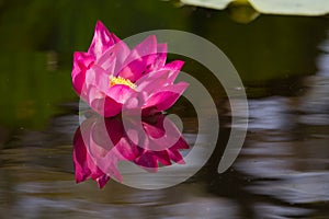Pink Lotus, Nymphaeaceae in natural wetland with reflection