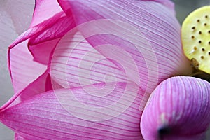 Pink Lotus Petal Bud Hong Kong Flower Market