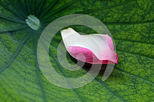 Pink lotus petal fallen on the green leaf