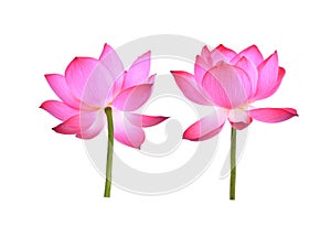 Pink lotus petal flower isolated on white