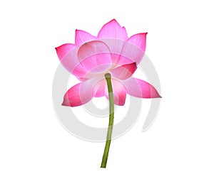 Pink lotus petal flower isolated on white