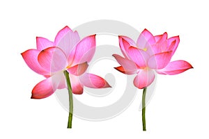 Pink lotus petal flower isolated on white