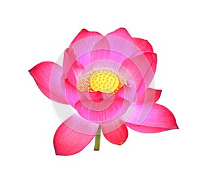 Pink lotus petal flower isolated on white