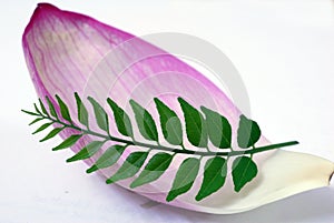 Pink Lotus Petal and Green CUrry Leaf