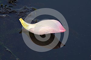 Pink Lotus petal