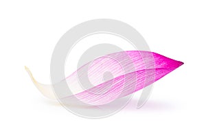 Pink lotus petal solated on white background, clipping path photo