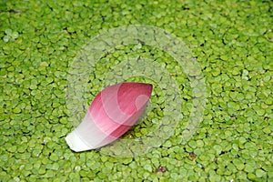 Pink Lotus petals