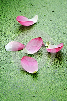 Pink Lotus petals