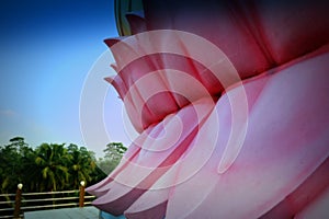 Pink Lotus Petals beneath Towering Seated Buddha, Sri Lanka