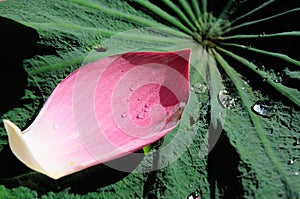 Pink Lotus petals and Droplet on green leaf.