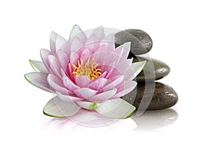Pink Lotus and Polished Stones