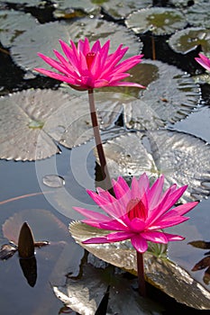 Pink lotus in the pond