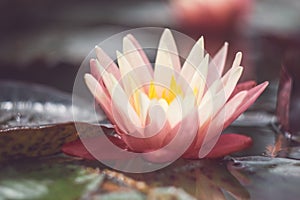 Pink lotus among the pond. Exotic tropical flower on a light green background. Water lily. Foliage.