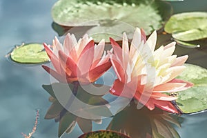 Pink lotus among the pond. Exotic tropical flower on a light green background. Water lily. Foliage.