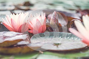 Pink lotus among the pond. Exotic tropical flower on a light green background. Water lily. Foliage.