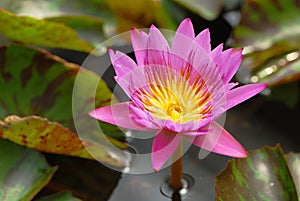 A pink lotus in the pond in horizontal view