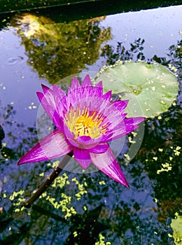 Pink lotus in pool and beautiful reflex.