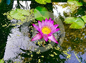 Pink lotus in pool and beautiful reflex.