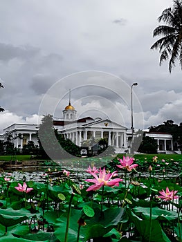 Pink Lotus at Presidential Palace
