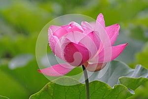 Pink Lotus in the rain