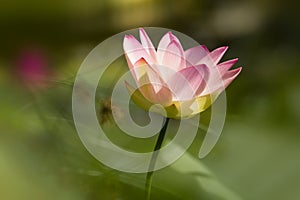 Pink lotus in rain forest