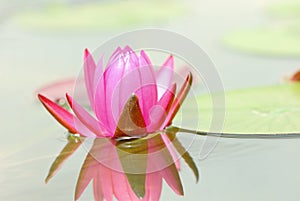 The pink lotus and the shadow in the pond