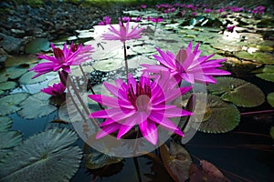 Pink lotus