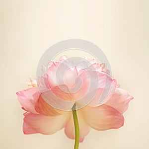 Pink lotus in soft color and blur style