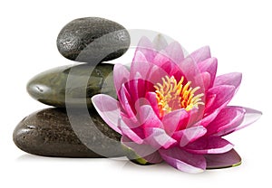 Pink Lotus and Spa Stones