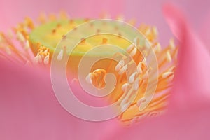 Pink lotus with stamen details