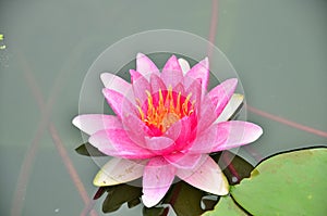 Pink Lotus in sunshine