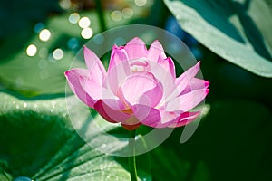 The pink lotus and sunshine