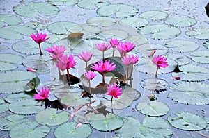 Pink Lotus of  Taiping Lake Garden, Malaysia
