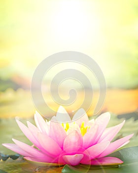 The pink lotus that took beautiful morning sun back.