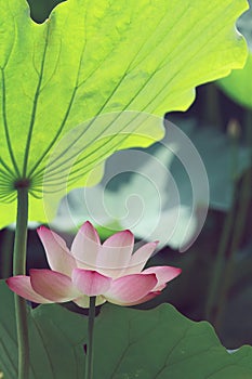 A Pink lotus under a big leaf