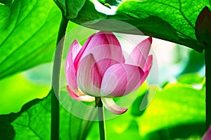 The pink lotus under the green leaves photo
